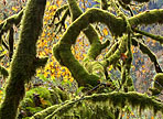 mossy maples small graphic